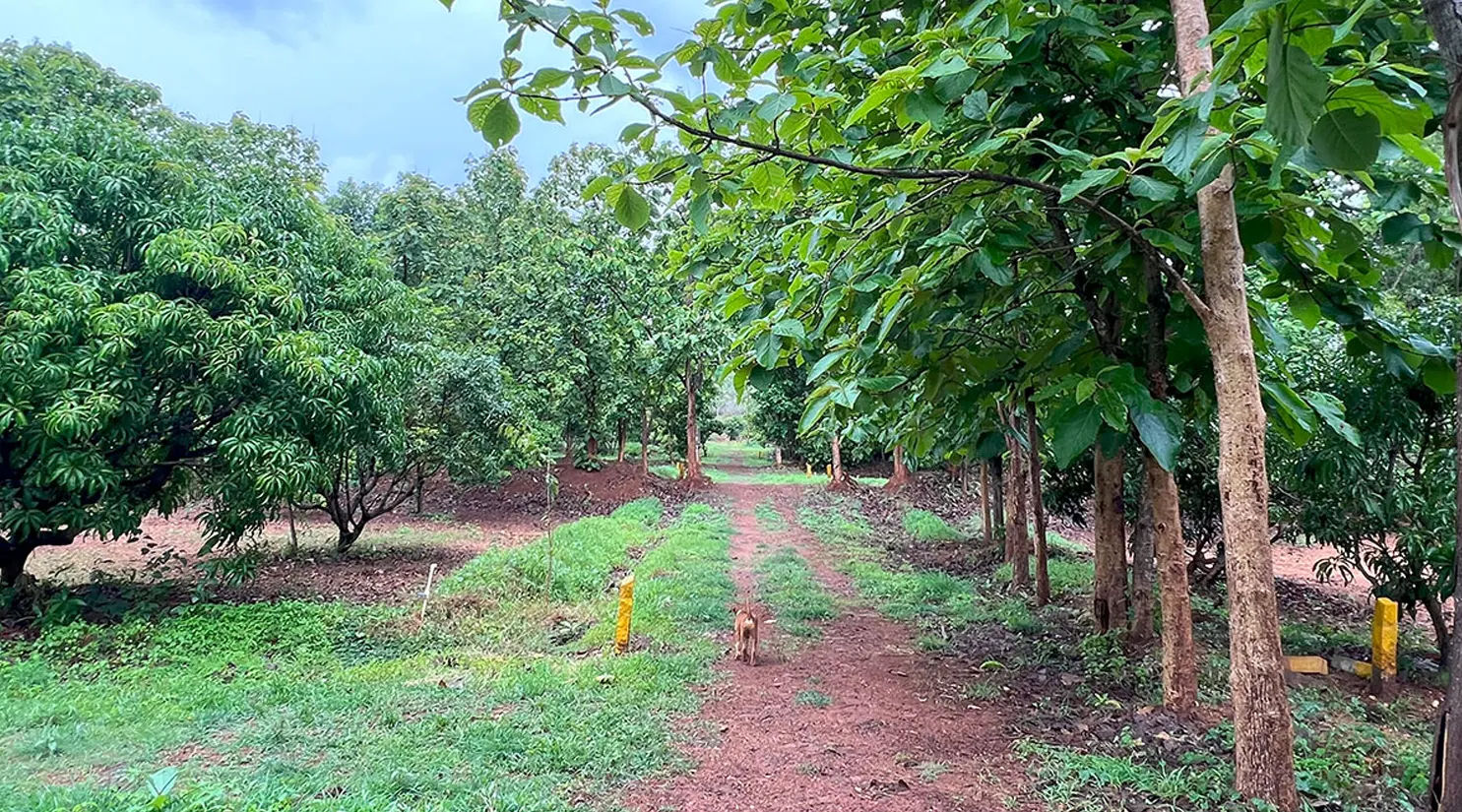 sadhvana-farms-managed-farmland-image06